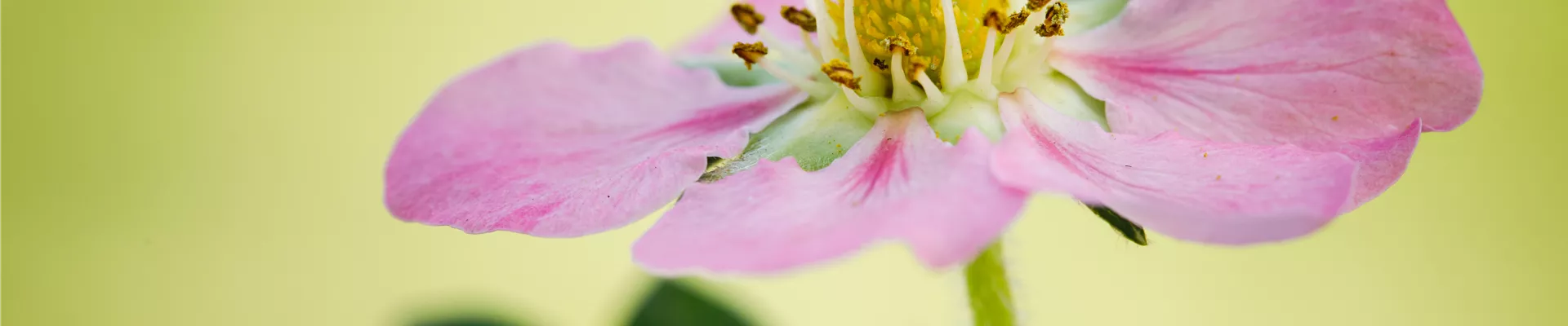 Fragaria x ananassa 'Rosana' Fragaria x ananassa 'Rosana'