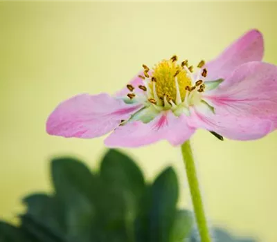 Erdbeeren verfrühen Erdbeeren verfrühen