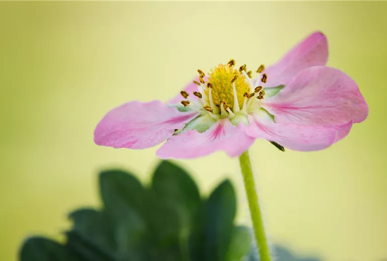 Fragaria x ananassa 'Rosana' Fragaria x ananassa 'Rosana'