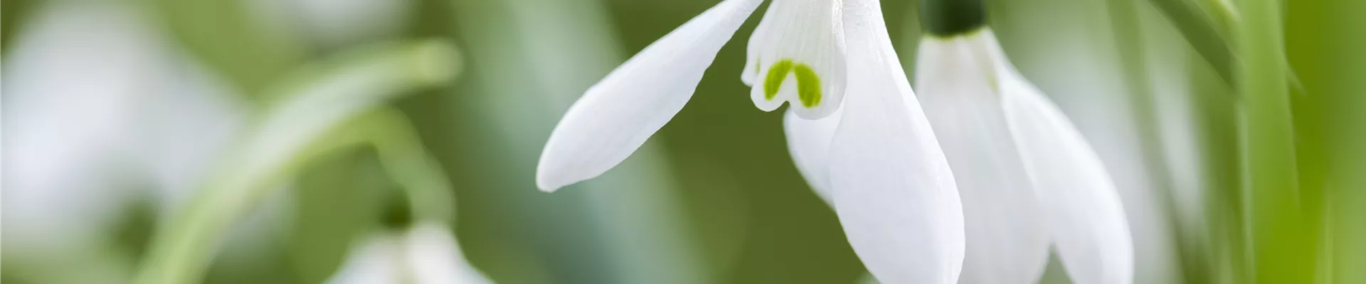 Galanthus nivalis