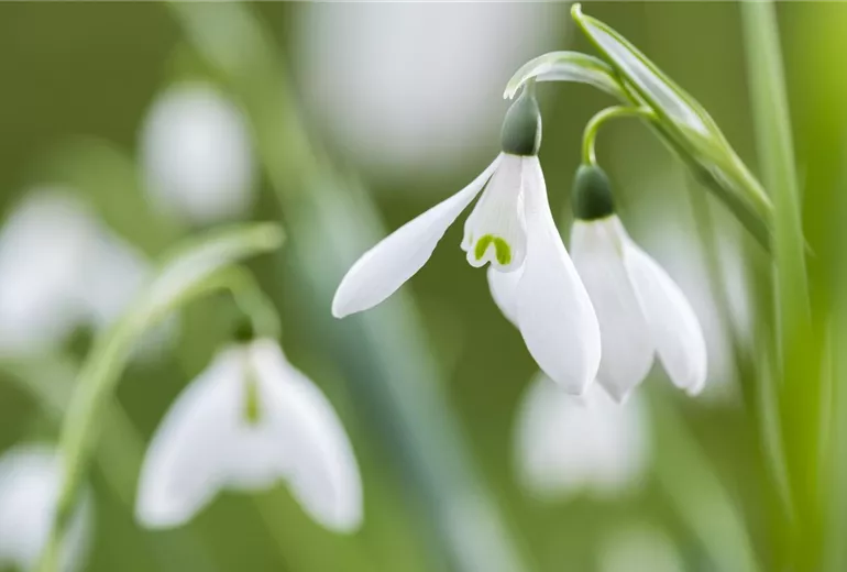 Galanthus nivalis