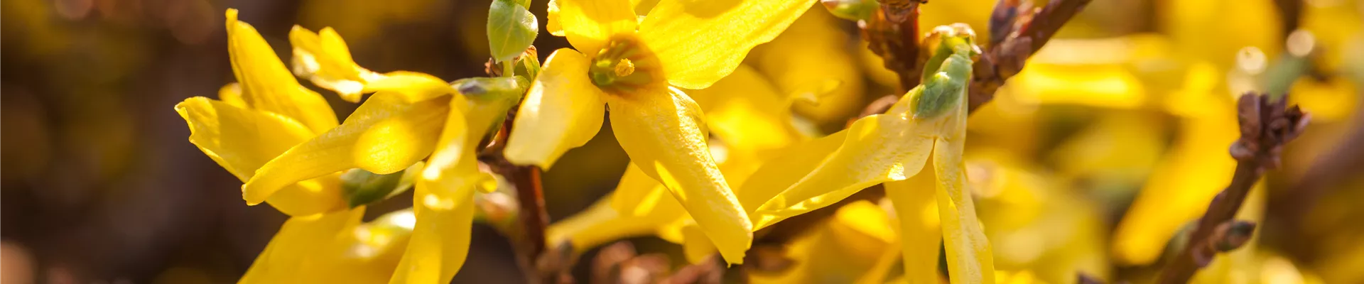 Forsythia x intermedia Forsythia x intermedia