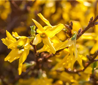 Barbarazweige Barbarazweige