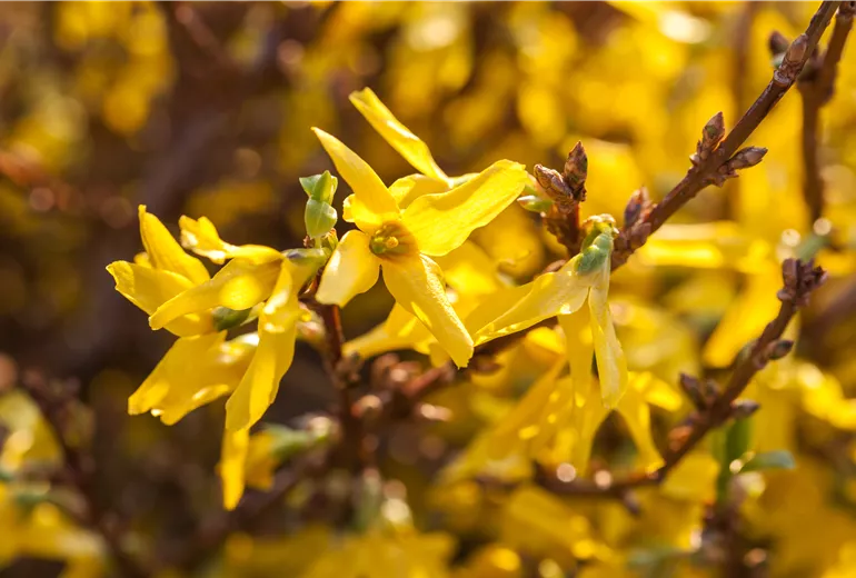 Forsythia x intermedia Forsythia x intermedia