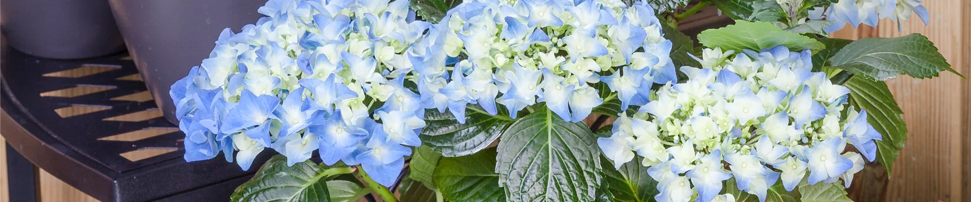 Hydrangea macrophylla, blau