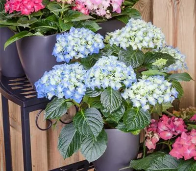 Hortensienschnitt Hortensienschnitt