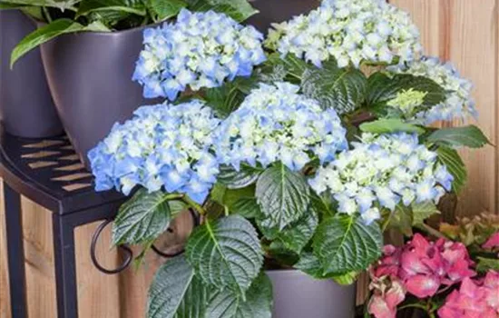 Hortensienschnitt Hortensienschnitt