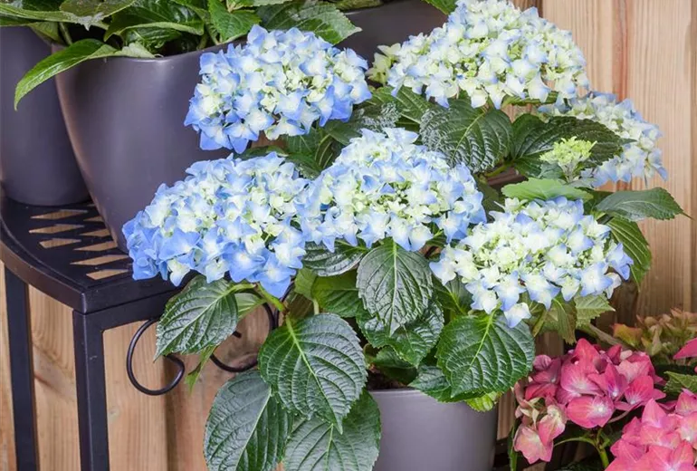 Hydrangea macrophylla, blau