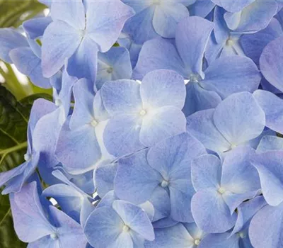 Blaue Hortensien Blaue Hortensien