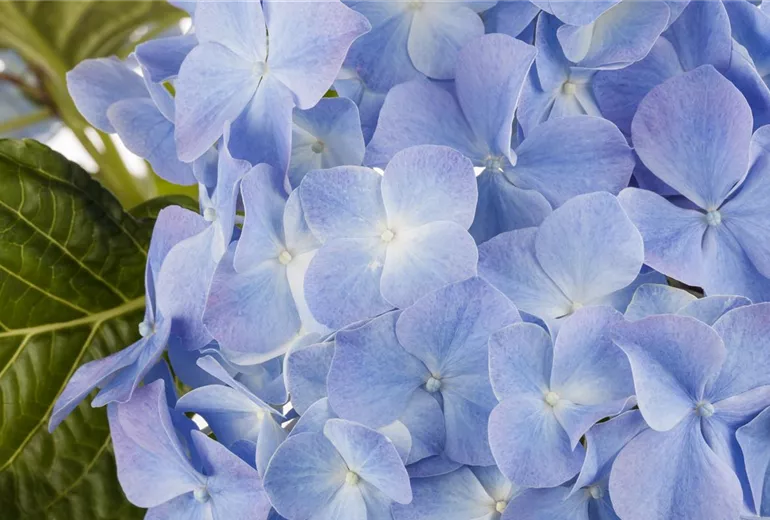 Hydrangea macrophylla, blau Hydrangea macrophylla, blau