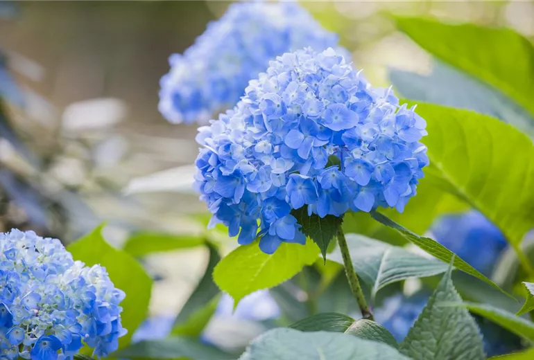 Hydrangea macrophylla, blau Hydrangea macrophylla, blau