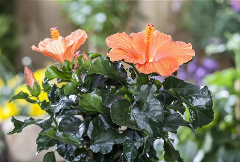 Hibiscus rosa-sinensis, orange Hibiscus rosa-sinensis, orange