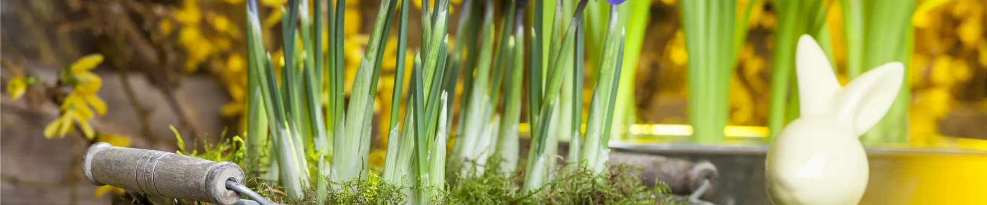 Iris reticulata Iris reticulata