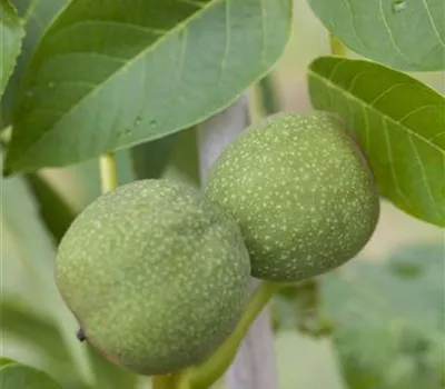 Walnussbaum schneiden Walnussbaum schneiden