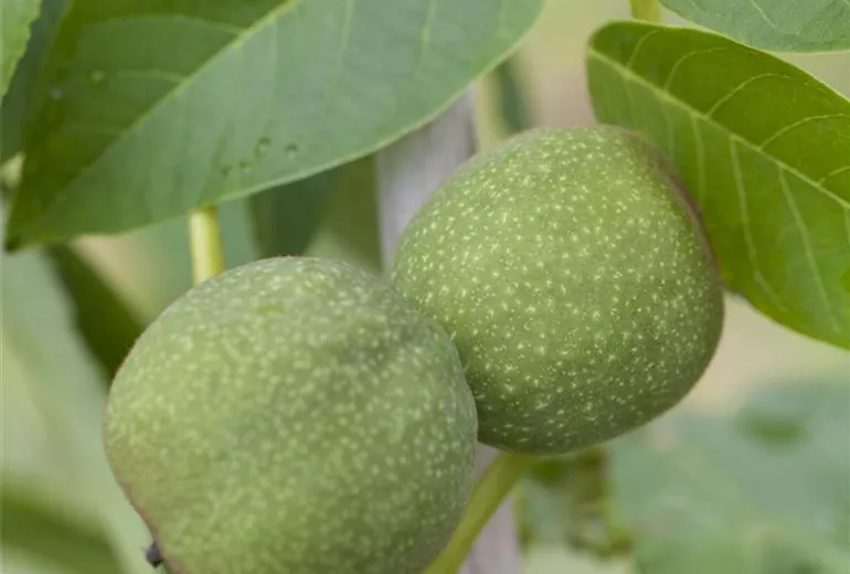 Juglans regia 'Mars' Juglans regia 'Mars'
