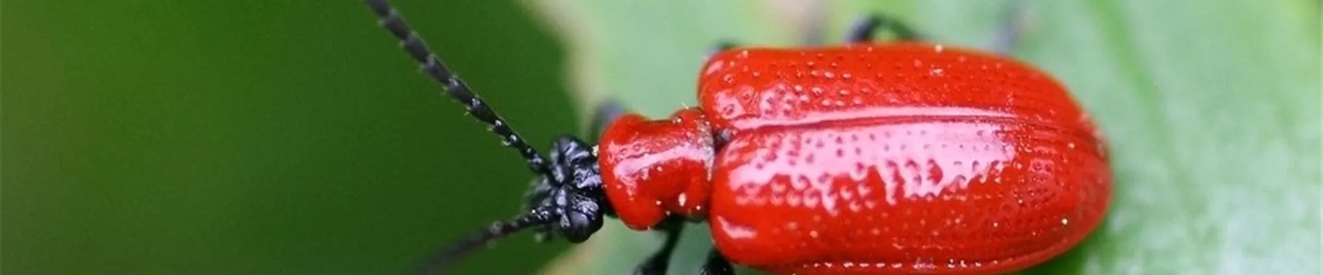 Lilienhähnchen (Adult) Lilienhähnchen (Adult)