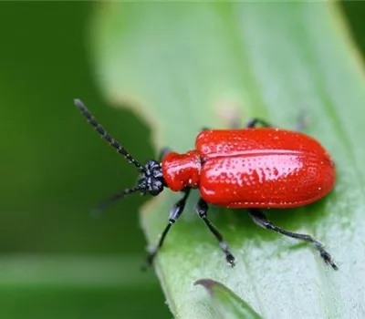 Auf Lilienhähnchen achten Auf Lilienhähnchen achten