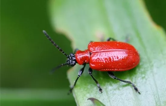 Auf Lilienhähnchen achten