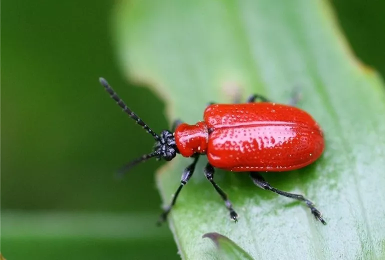 Lilienhähnchen (Adult)