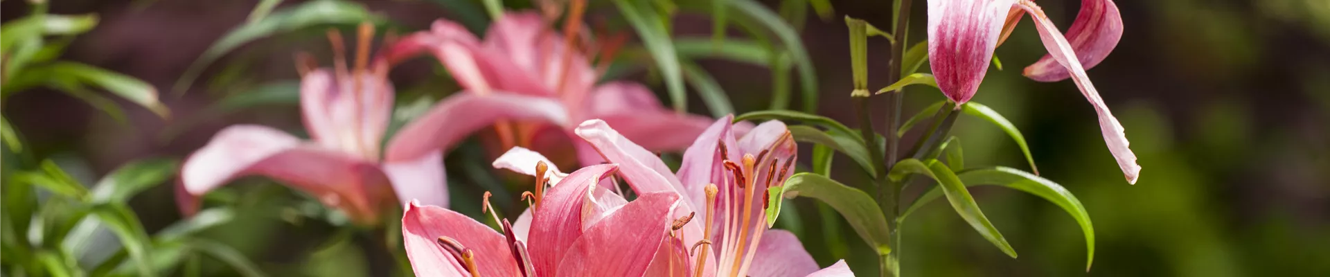 Lilium, rosa Lilium, rosa