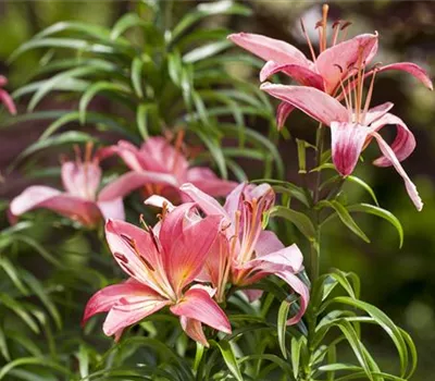 Lilien kontrollieren Lilien kontrollieren