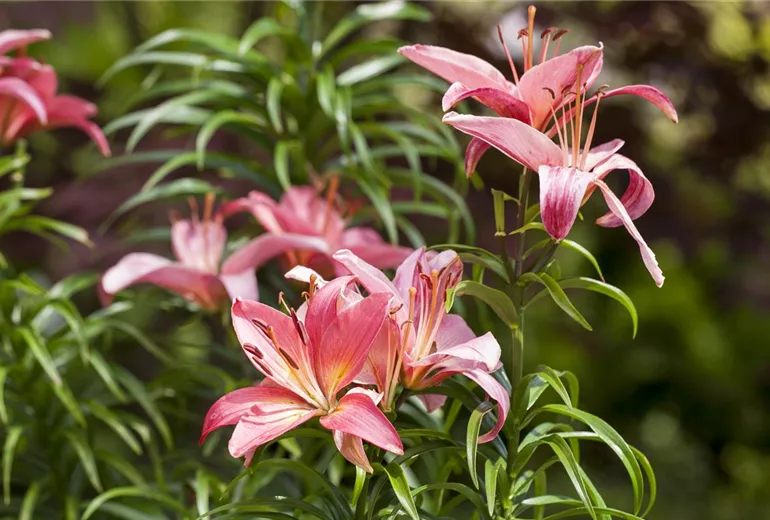 Lilium, rosa
