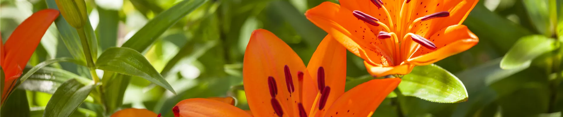 Lilium 'Tiny' Lilium 'Tiny'