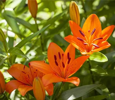 Pflege von Lilien Pflege von Lilien