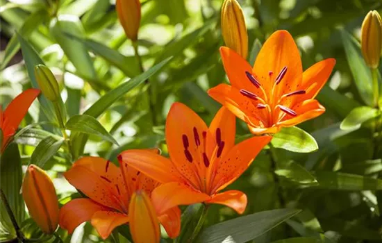 Pflege von Lilien Pflege von Lilien