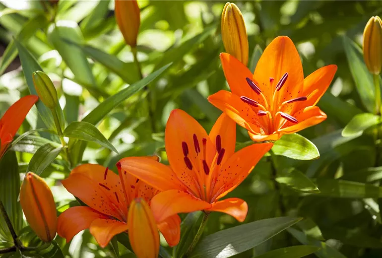 Lilium 'Tiny'