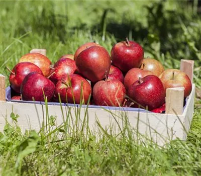 Apfelschorf vorbeugen Apfelschorf vorbeugen