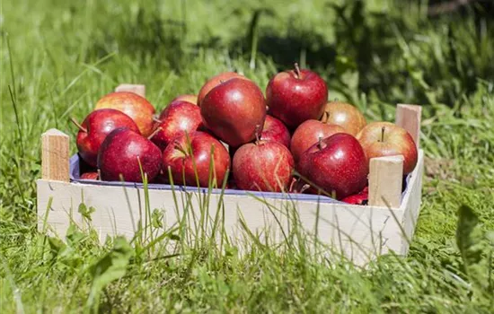 Apfelschorf vorbeugen Apfelschorf vorbeugen