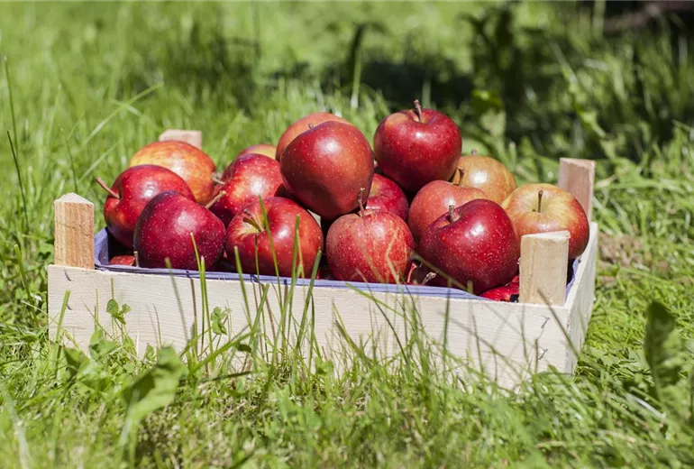 Malus domestica 'Red Prince®' Malus domestica 'Red Prince®'