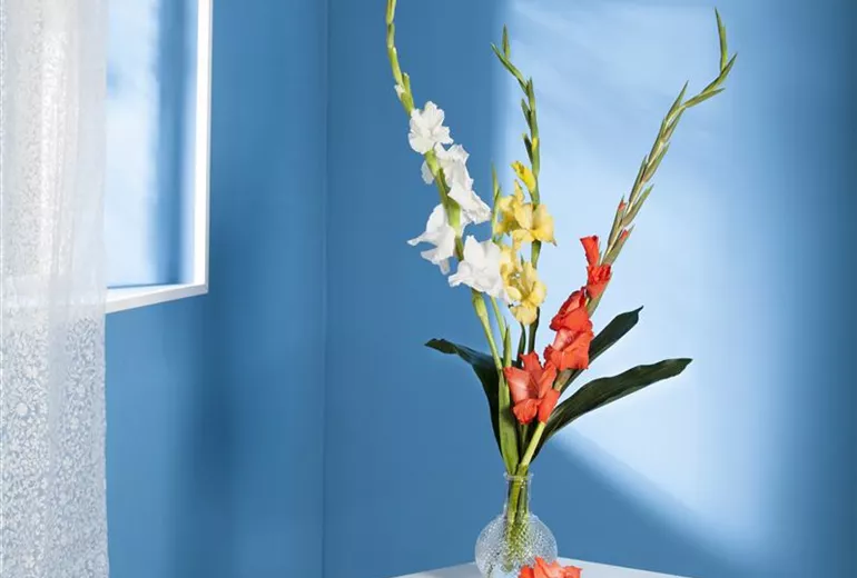 Gladiolus