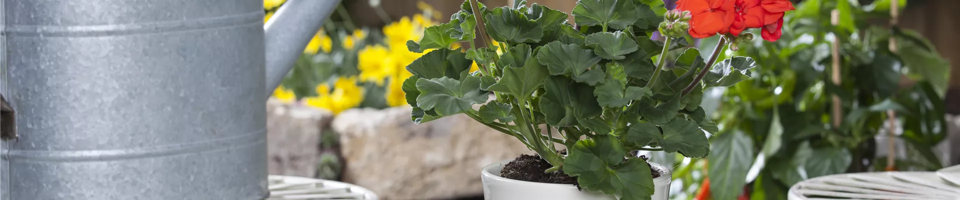 Pelargonium zonale Pelargonium zonale