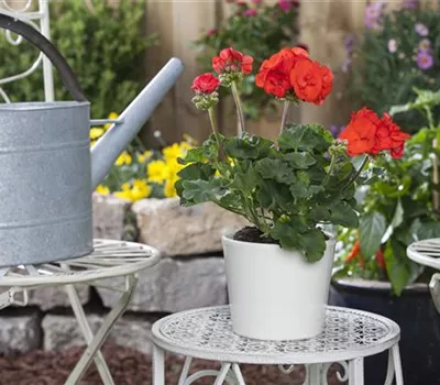 Tipps zur Geranienpflege Tipps zur Geranienpflege