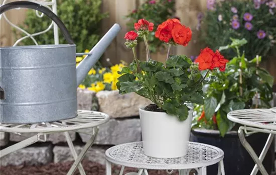 Tipps zur Geranienpflege Tipps zur Geranienpflege