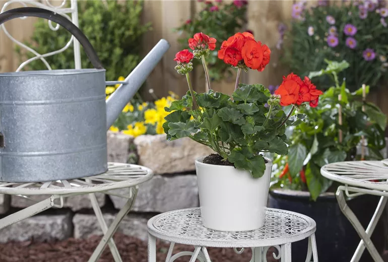 Pelargonium zonale Pelargonium zonale