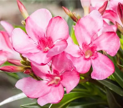 Oleander schneiden Oleander schneiden