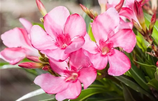 Oleander schneiden Oleander schneiden