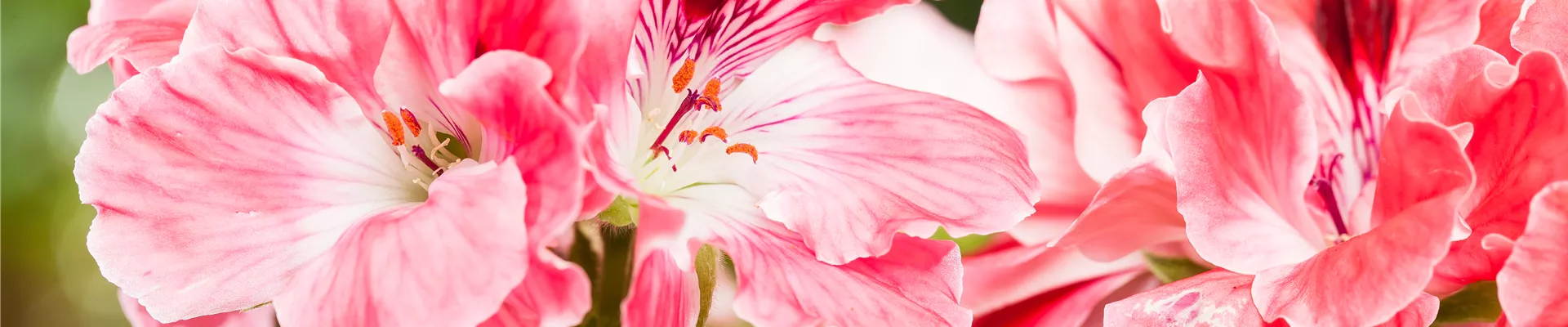 Pelargonium grandiflorum, rosa Pelargonium grandiflorum, rosa