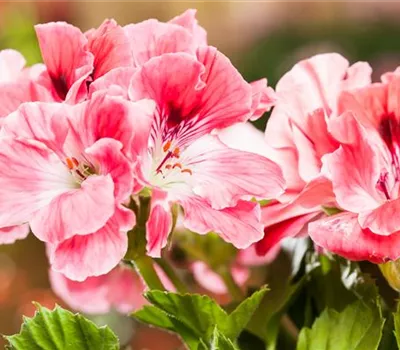 Die Edelgeranie Die Edelgeranie