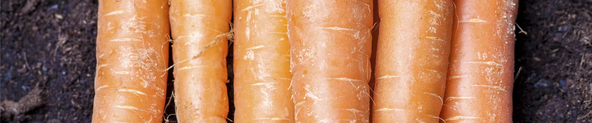 Daucus carota var. sativus Daucus carota var. sativus