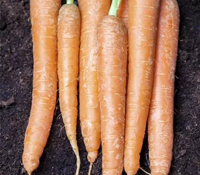 Möhren aus dem eigenem Garten Möhren aus dem eigenem Garten