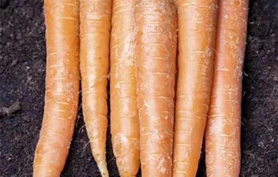 Möhren aus dem eigenem Garten Möhren aus dem eigenem Garten