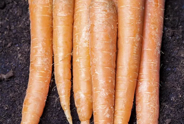 Daucus carota var. sativus Daucus carota var. sativus