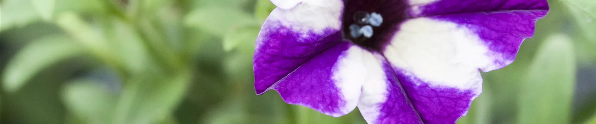 Petunia 'Grape Star'