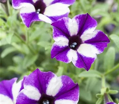 Petunien für Terrasse und Garten Petunien für Terrasse und Garten