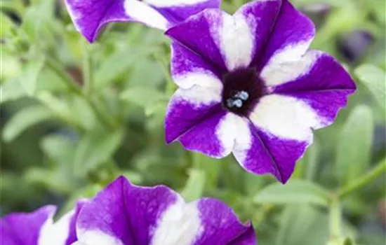 Petunien für Terrasse und Garten Petunien für Terrasse und Garten