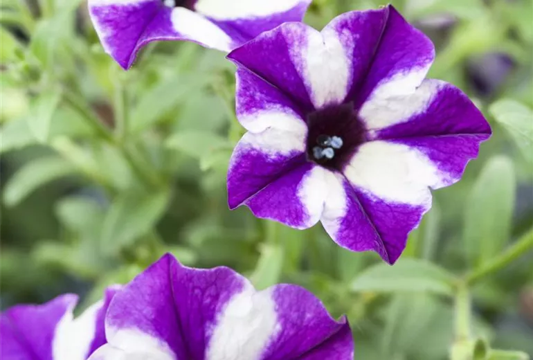 Petunia 'Grape Star'